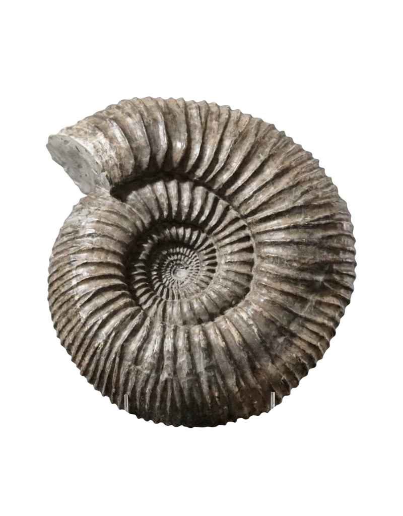 Grand Ammonite Fossil