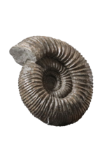 Grand Ammonite Fossil