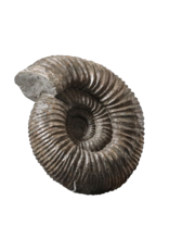 Großes Ammonitenfossil