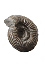 Maison Leon Van den Bogaert Ammonite Importante Originale