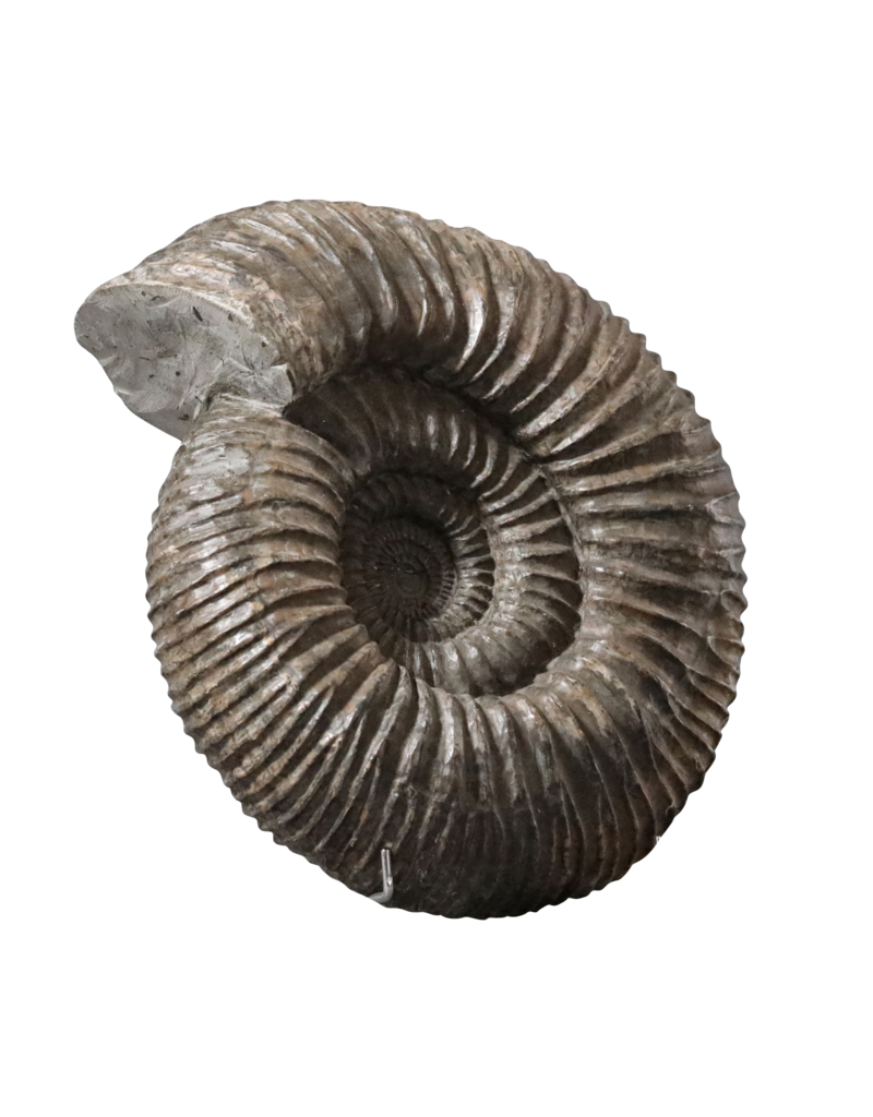 Maison Leon Van den Bogaert Großes Ammonitenfossil