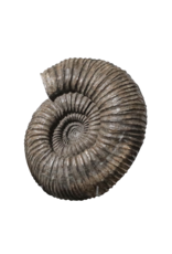 Grand Ammonite Fossil
