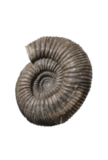 Maison Leon Van den Bogaert Großes Ammonitenfossil