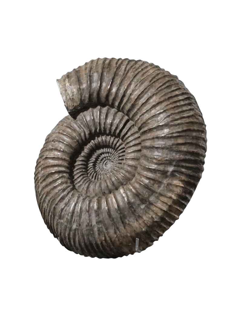 Ammonite Importante Originale