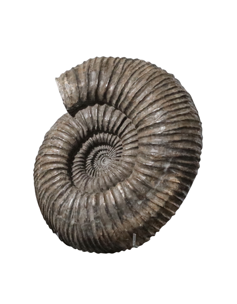 Grand Ammonite Fossil