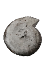 Ammonite Importante Originale