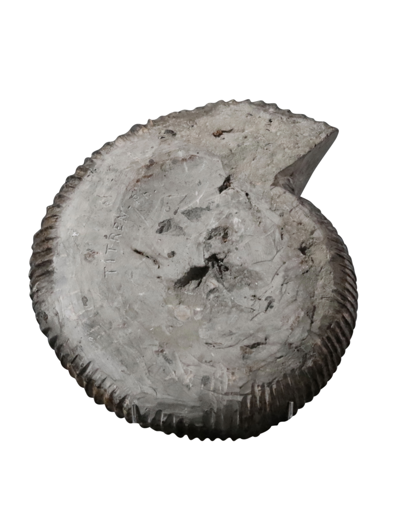 Maison Leon Van den Bogaert Grand Ammonite Fossil