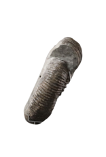 Maison Leon Van den Bogaert Grand Ammonite Fossil