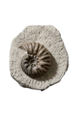 Maison Leon Van den Bogaert Originales Ammonitenfossil