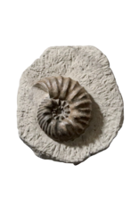 Original Ammonite Fossil
