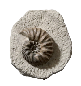 Fossile D’Ammonite Décoratif