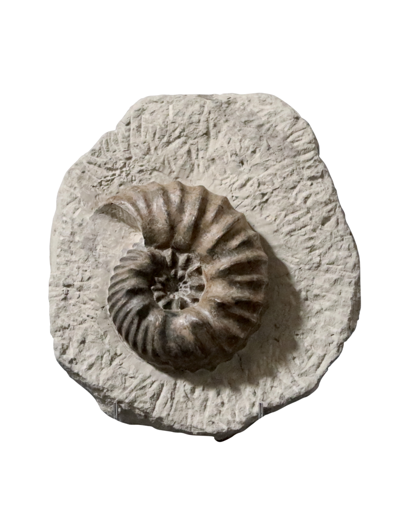 Fossile D'Ammonite Original