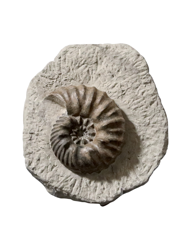 Maison Leon Van den Bogaert Originales Ammonitenfossil