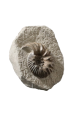 Maison Leon Van den Bogaert Originales Ammonitenfossil