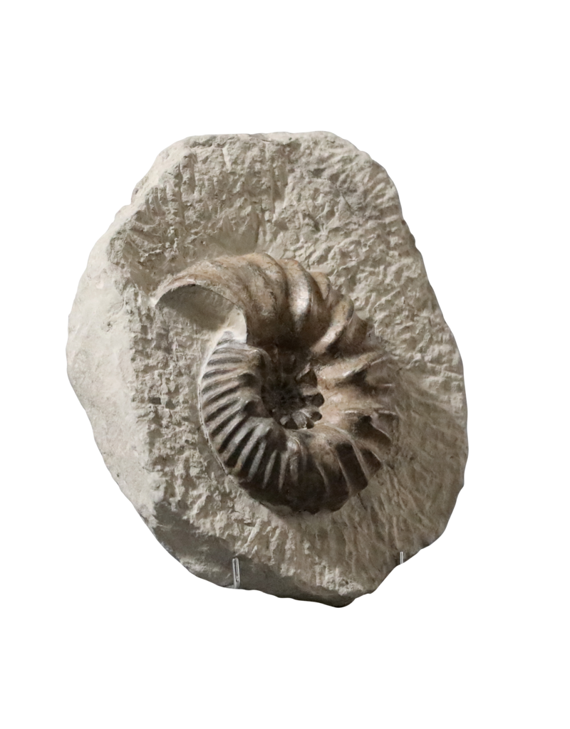 Maison Leon Van den Bogaert Originales Ammonitenfossil