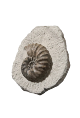 Maison Leon Van den Bogaert Originales Ammonitenfossil