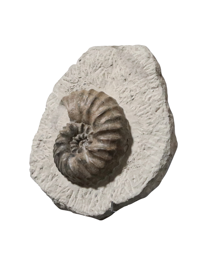 Maison Leon Van den Bogaert Originales Ammonitenfossil