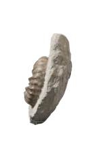 Maison Leon Van den Bogaert Originales Ammonitenfossil