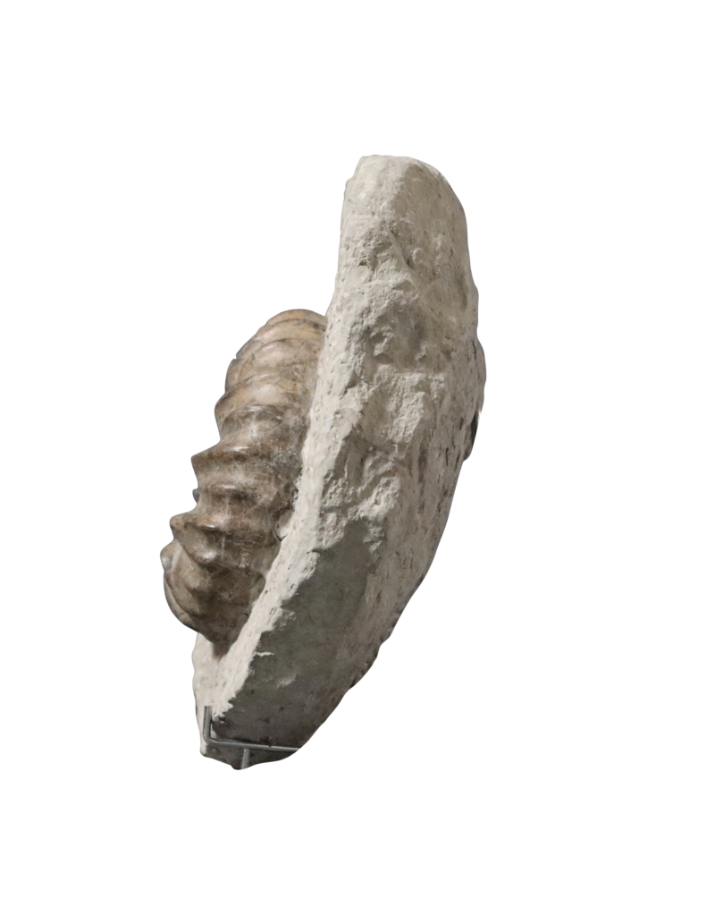 Maison Leon Van den Bogaert Originales Ammonitenfossil