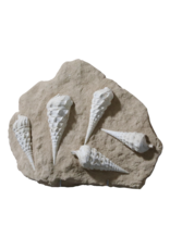 Fossil Collection On Limestone