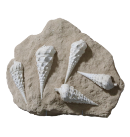 Fossil collection
