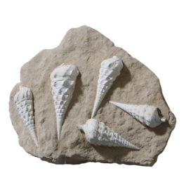Maison Leon Van den Bogaert Fossil collection