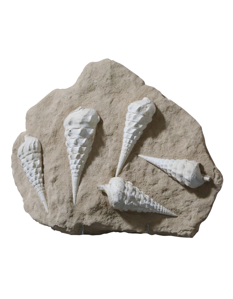 Colección De Fósiles En Piedra Caliza