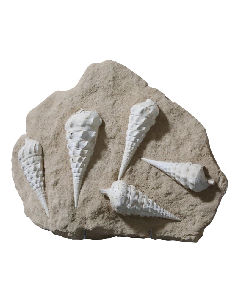 Fossil Collection On Limestone