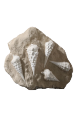 Fossil Collection On Limestone