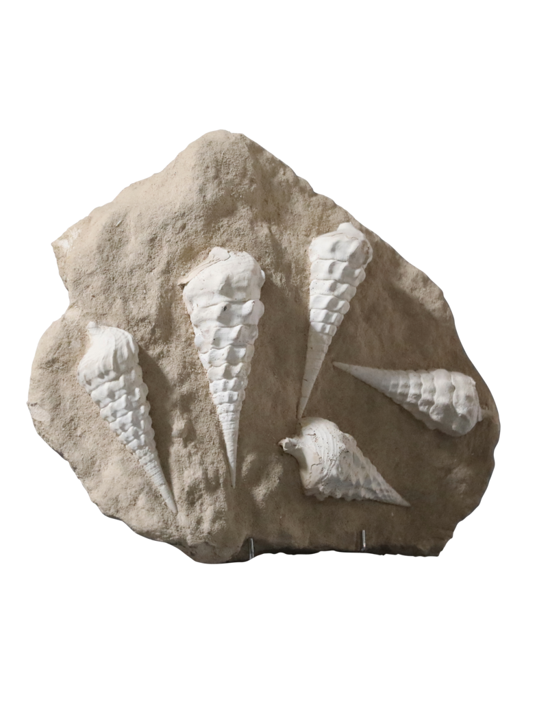 Fossil Collection On Limestone