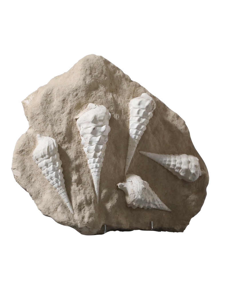 Maison Leon Van den Bogaert Fossil Collection On Limestone