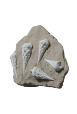 Fossil Collection On Limestone