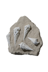 The Antique Fireplace Bank Fossil Collection On Limestone