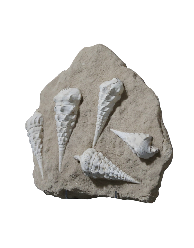 Fossiliensammlung auf Kalkstein