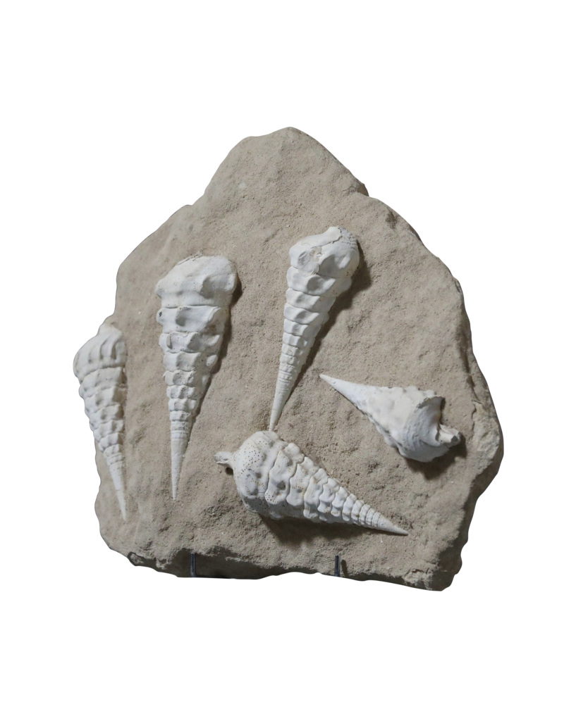 The Antique Fireplace Bank Fossil Collection On Limestone