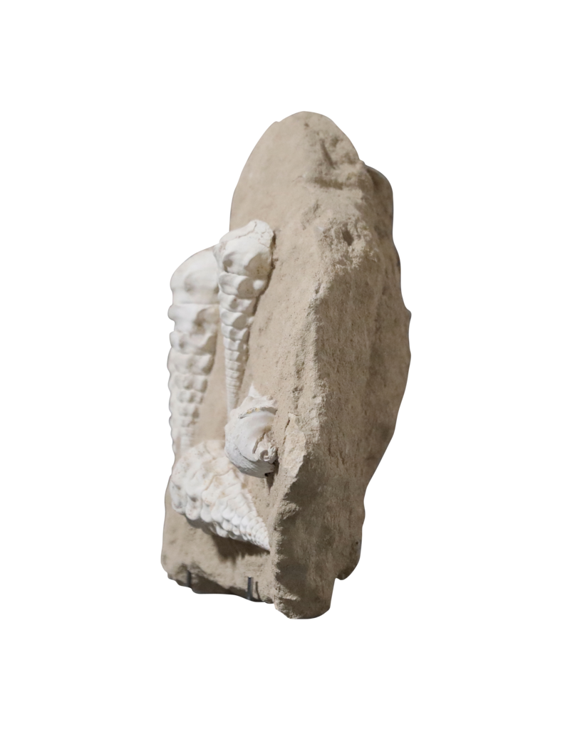 Maison Leon Van den Bogaert Fossil Collection On Limestone