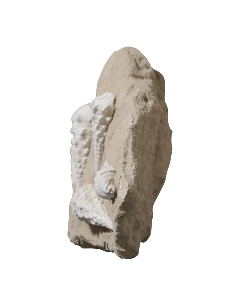 Maison Leon Van den Bogaert Fossiliensammlung auf Kalkstein