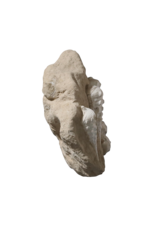 Maison Leon Van den Bogaert Fossil Collection On Limestone