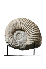 Maison Leon Van den Bogaert Fossile D'Ammonite Particulièrement Grand Sur Un Socle En Acier