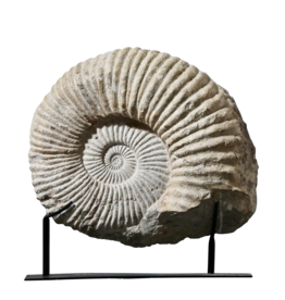 Fossile D'Ammonite Particulièrement Grand Sur Un Socle En Acier