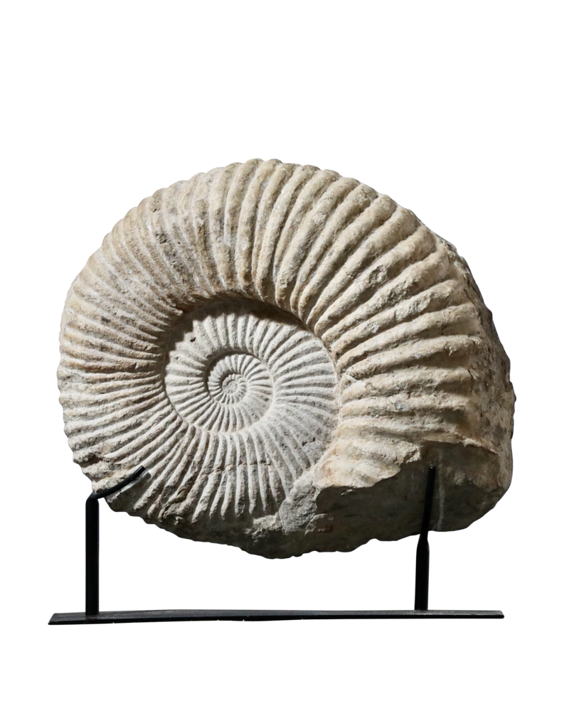 Fossile D'Ammonite Particulièrement Grand Sur Un Socle En Acier