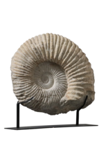 Fossile D'Ammonite Particulièrement Grand Sur Un Socle En Acier