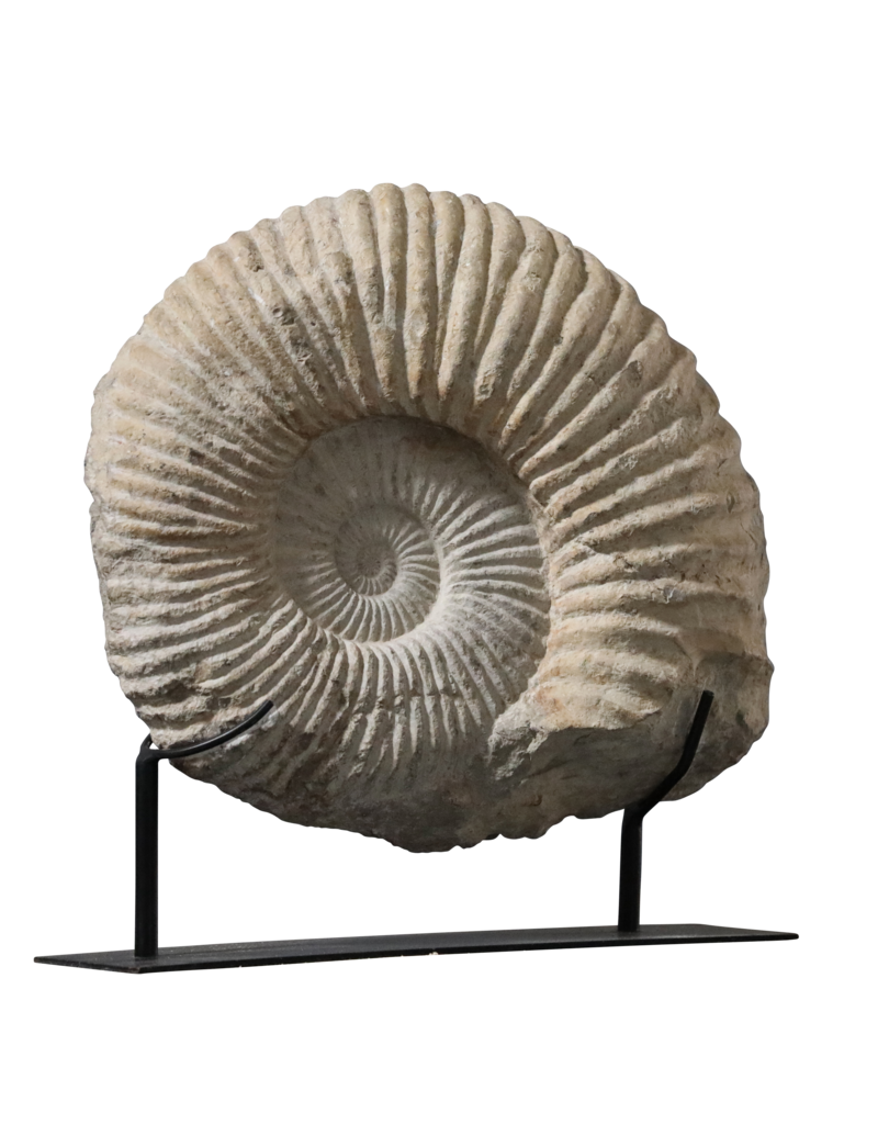 Fossile D'Ammonite Particulièrement Grand Sur Un Socle En Acier