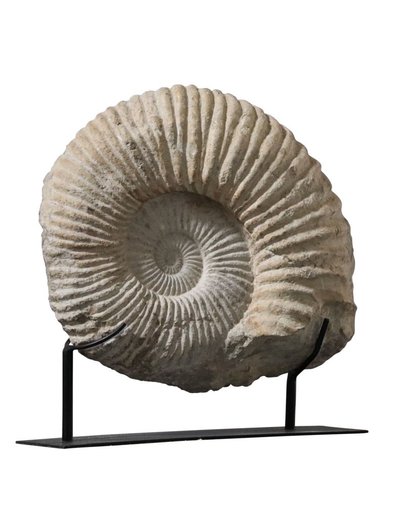 Maison Leon Van den Bogaert Großes Fossil