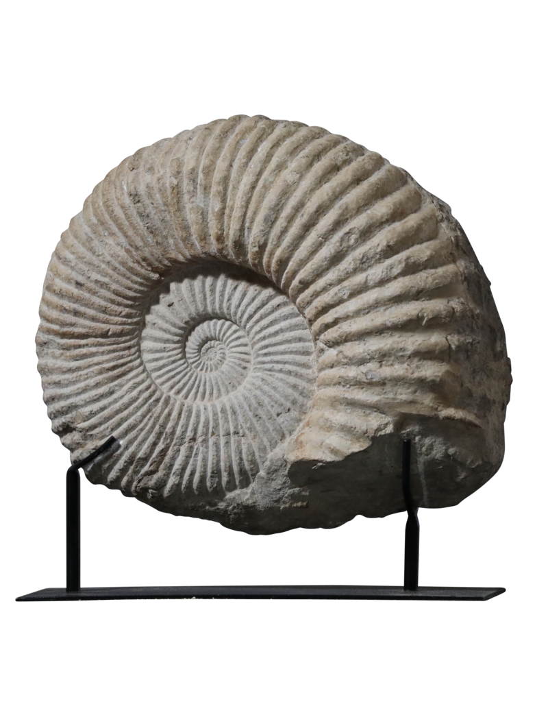 Fossile D'Ammonite Particulièrement Grand Sur Un Socle En Acier