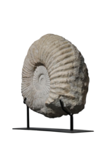 Fossile D'Ammonite Particulièrement Grand Sur Un Socle En Acier