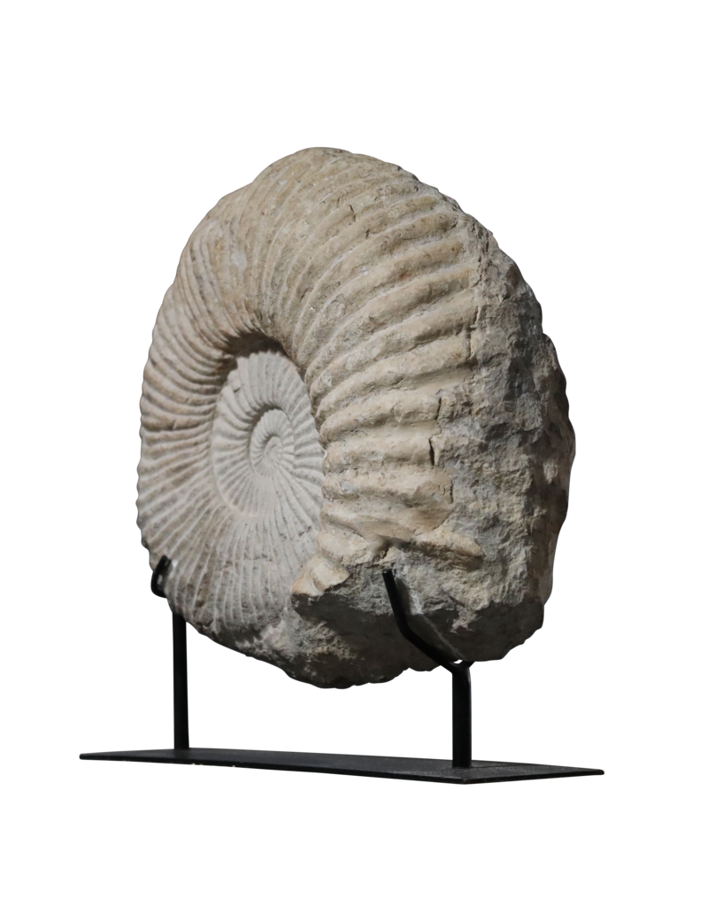 Fossile D'Ammonite Particulièrement Grand Sur Un Socle En Acier