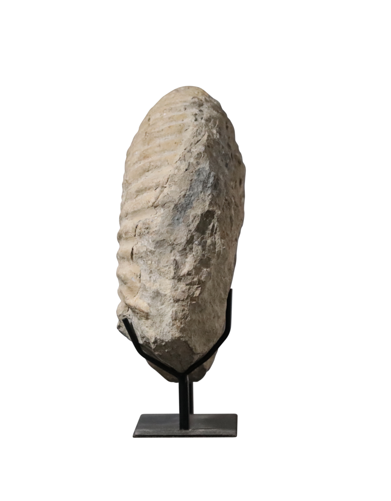 Maison Leon Van den Bogaert Großes Fossil