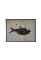 Maison Leon Van den Bogaert Grüner fluss Fossil