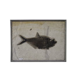 Maison Leon Van den Bogaert Diplomystus Dentatus Cope